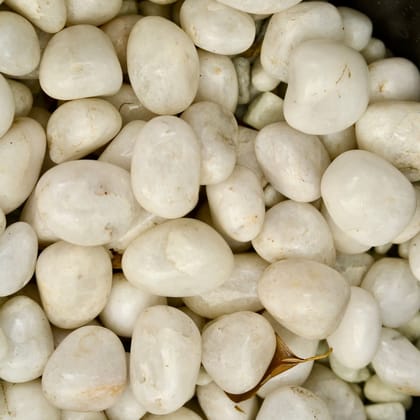 Buy Decorative Big White Pebbles - 1 Kg Online | Urvann.com