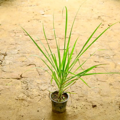 Buy lemon grass in 6 Inch nursery pot Online | Urvann.com