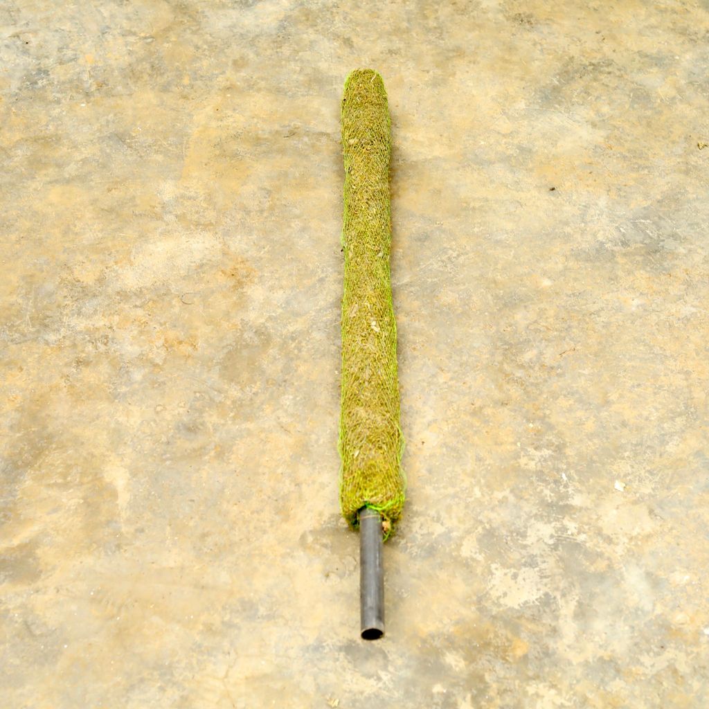 Moss Stick (~ 3 Ft)