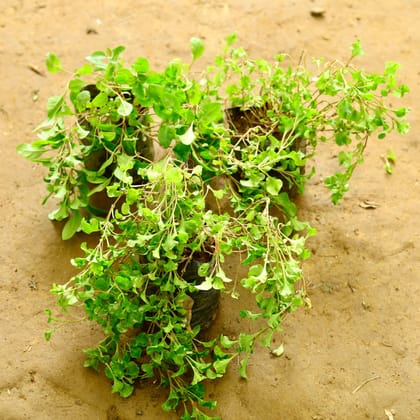 Buy Set of 3 - Alternanthera Green in 4 Inch Nursery Bag Online | Urvann.com