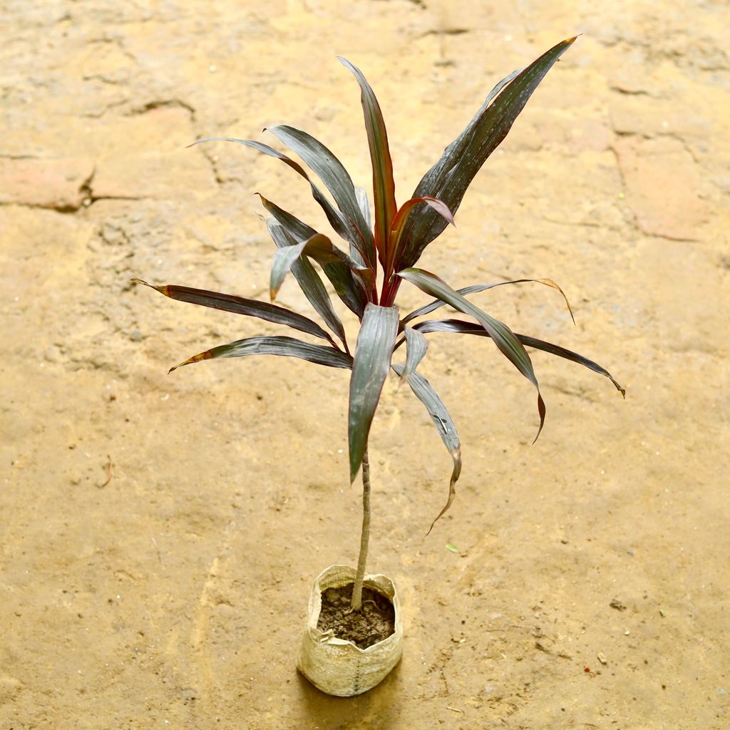 Dracaena Mahatma in 5 Inch Nursery Bag