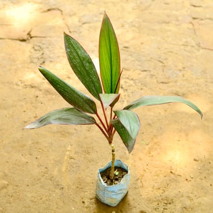 Buy Dracaena Red Narrow Leaf in 5 Inch Nursery Bag Online | Urvann.com