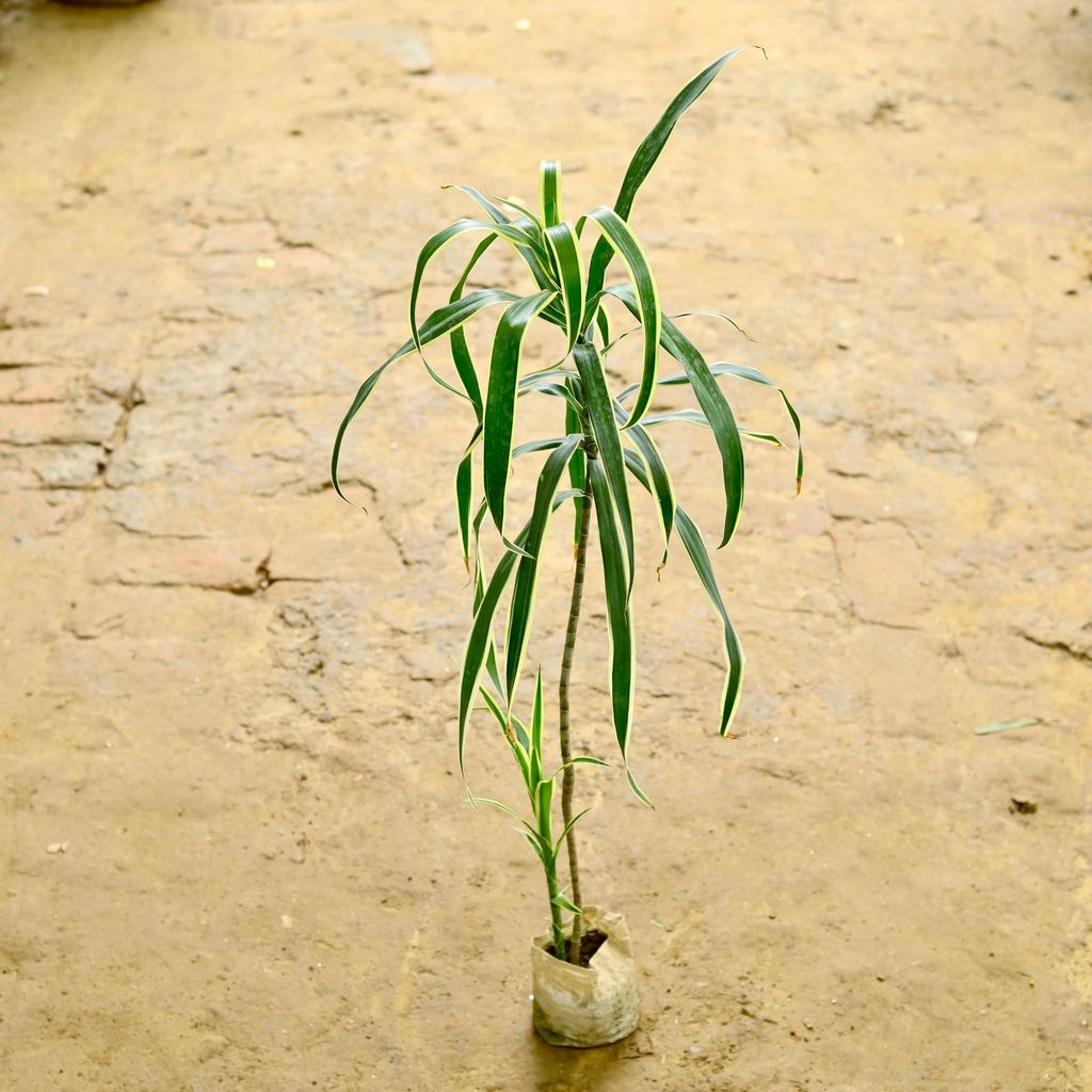 Dracaena Jamaica in 5 Inch Nursery Bag