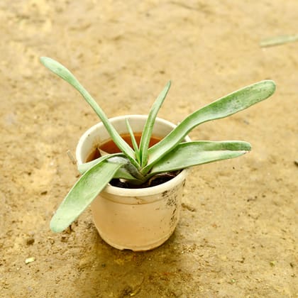 Buy Aloe Vera in 5 Inch Nursery Pot Online | Urvann.com