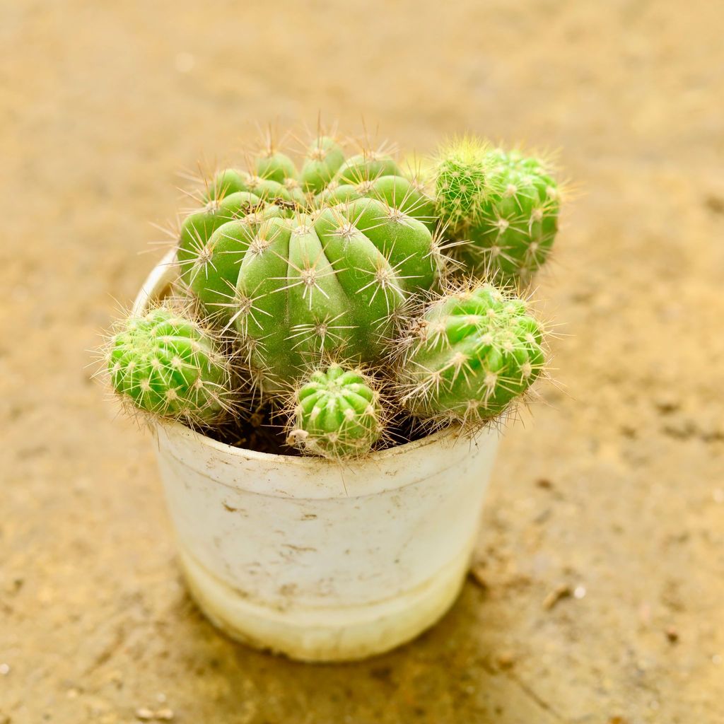 Echinopsis Oxygona Cactus in 3 Inch nursery pot