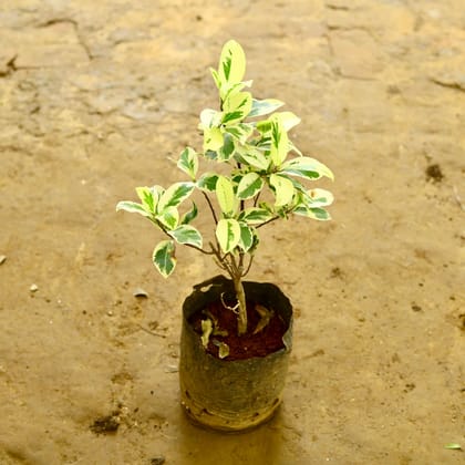 Buy Ficus Starlight in 7 Inch Nursery Bag Online | Urvann.com