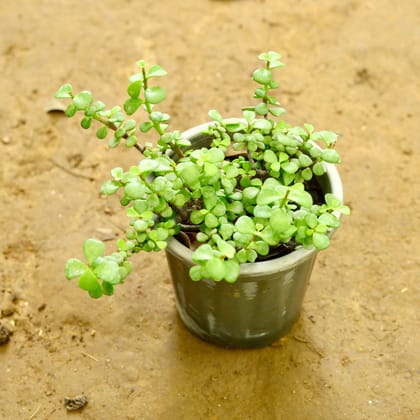 Buy Jade in 6 Inch Nursery Pot Online | Urvann.com