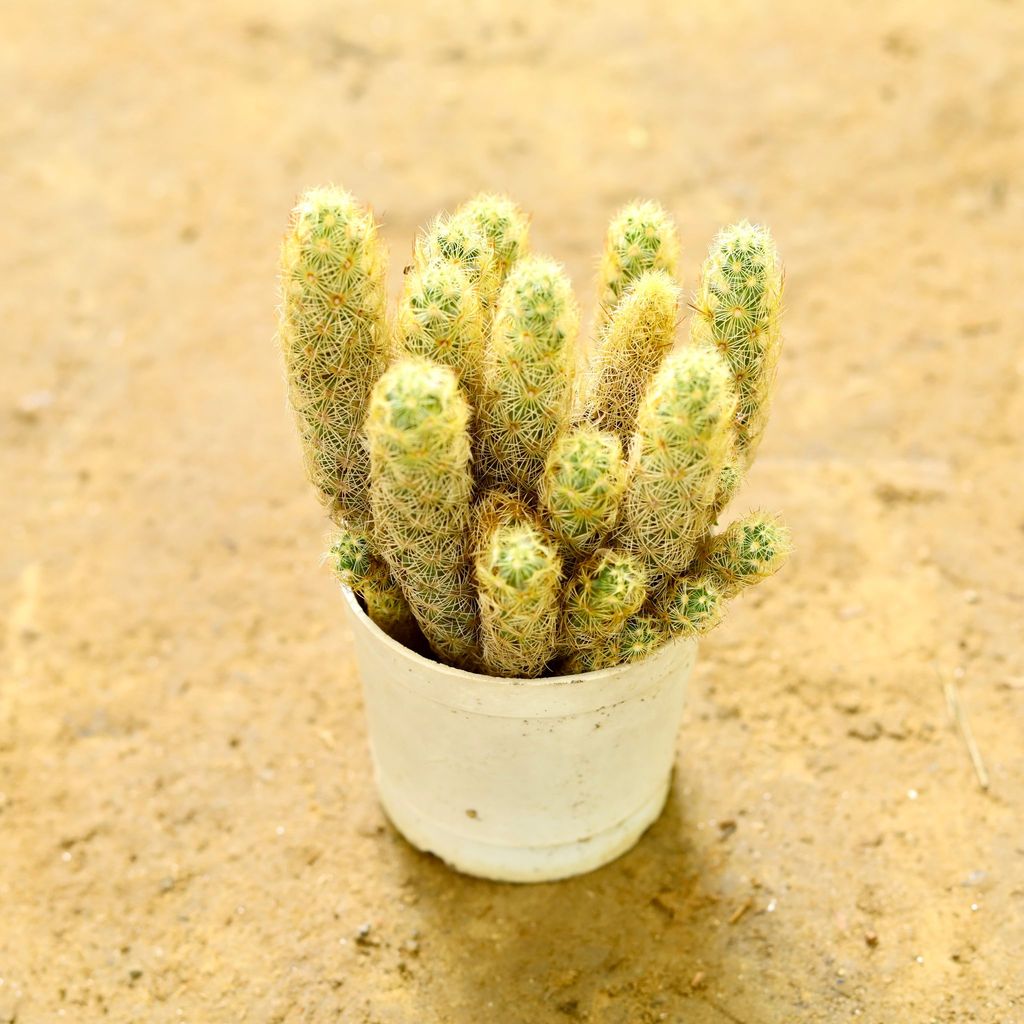 Mammillaria Elongata Cactus in 3 Inch nursery pot