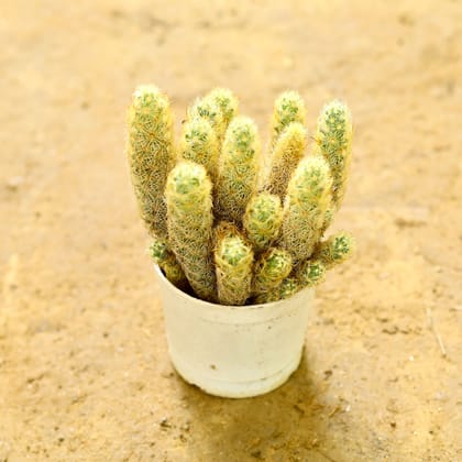 Buy Mammillaria Elongata Cactus in 3 Inch nursery pot Online | Urvann.com