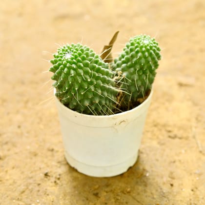 Buy mammillaria polythele Cactus in 3 Inch nursery pot Online | Urvann.com