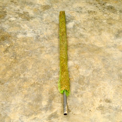 Buy Moss Stick (~ 4 Ft) Online | Urvann.com