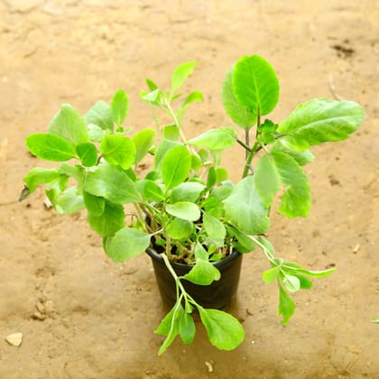 Buy Pattharchatta / Kalanchoe pinnata in 6 Inch Nursery Pot Online | Urvann.com