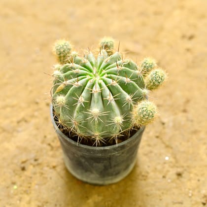 Buy Round Cactus Green in 3 Inch nursery pot Online | Urvann.com