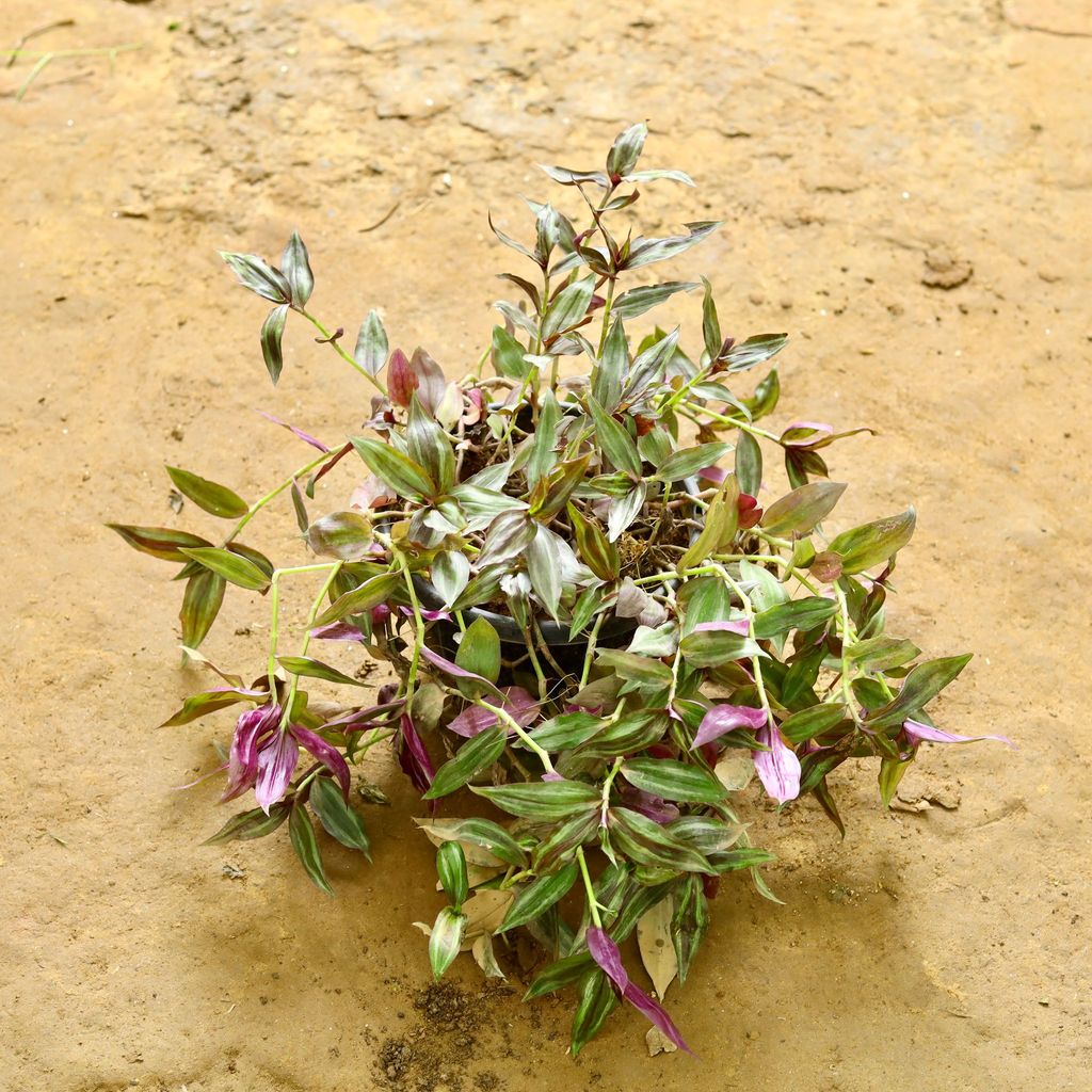 Wandering Jew in 8 Inch Hanging Basket