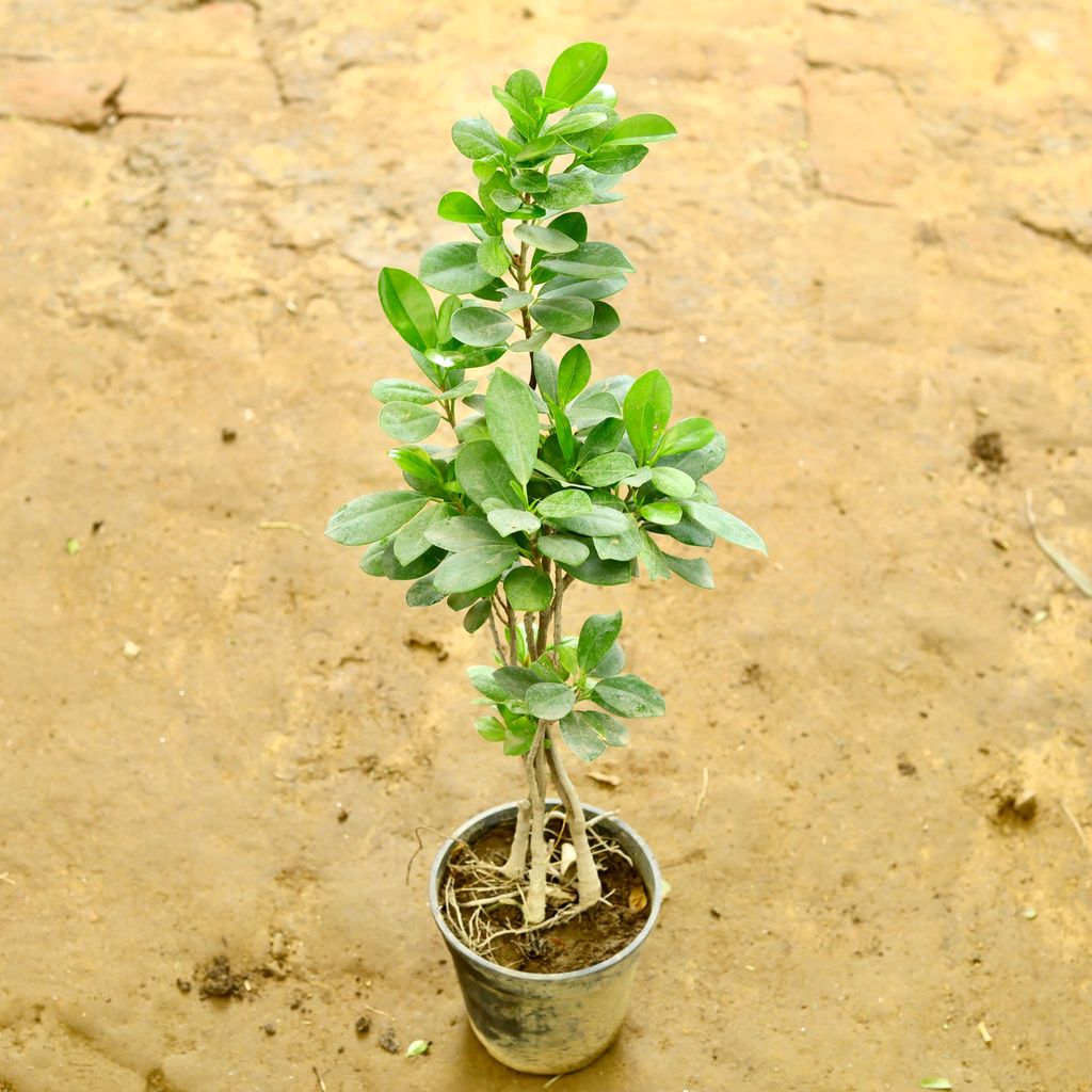 Ficus Long Island in 6 Inch Nursery Pot