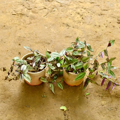 Buy Set of 2 - Wandering Jew in 5 Inch nursery pot Online | Urvann.com