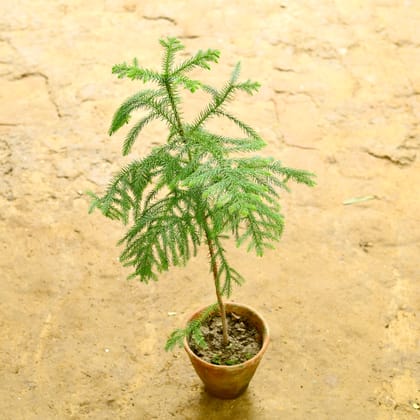 Buy Araucaria / Christmas Tree in 4 Inch Clay Pot Online | Urvann.com
