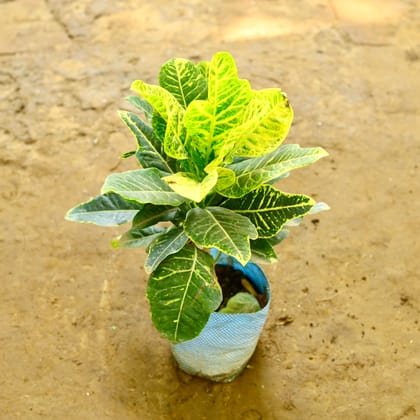 Buy Croton Petra in 7 Inch Nursery Bag Online | Urvann.com