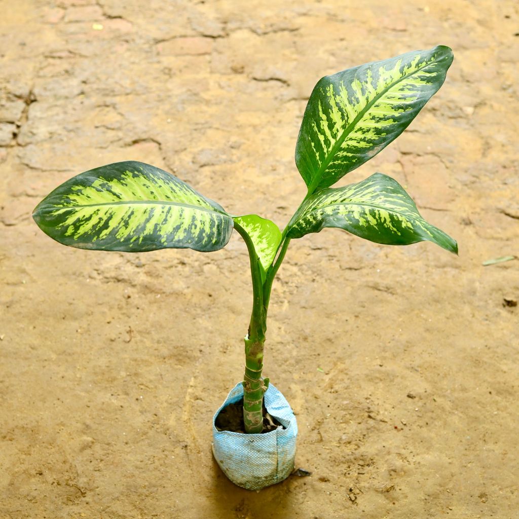 Dieffenbachia in 7 Inch Nursery Bag