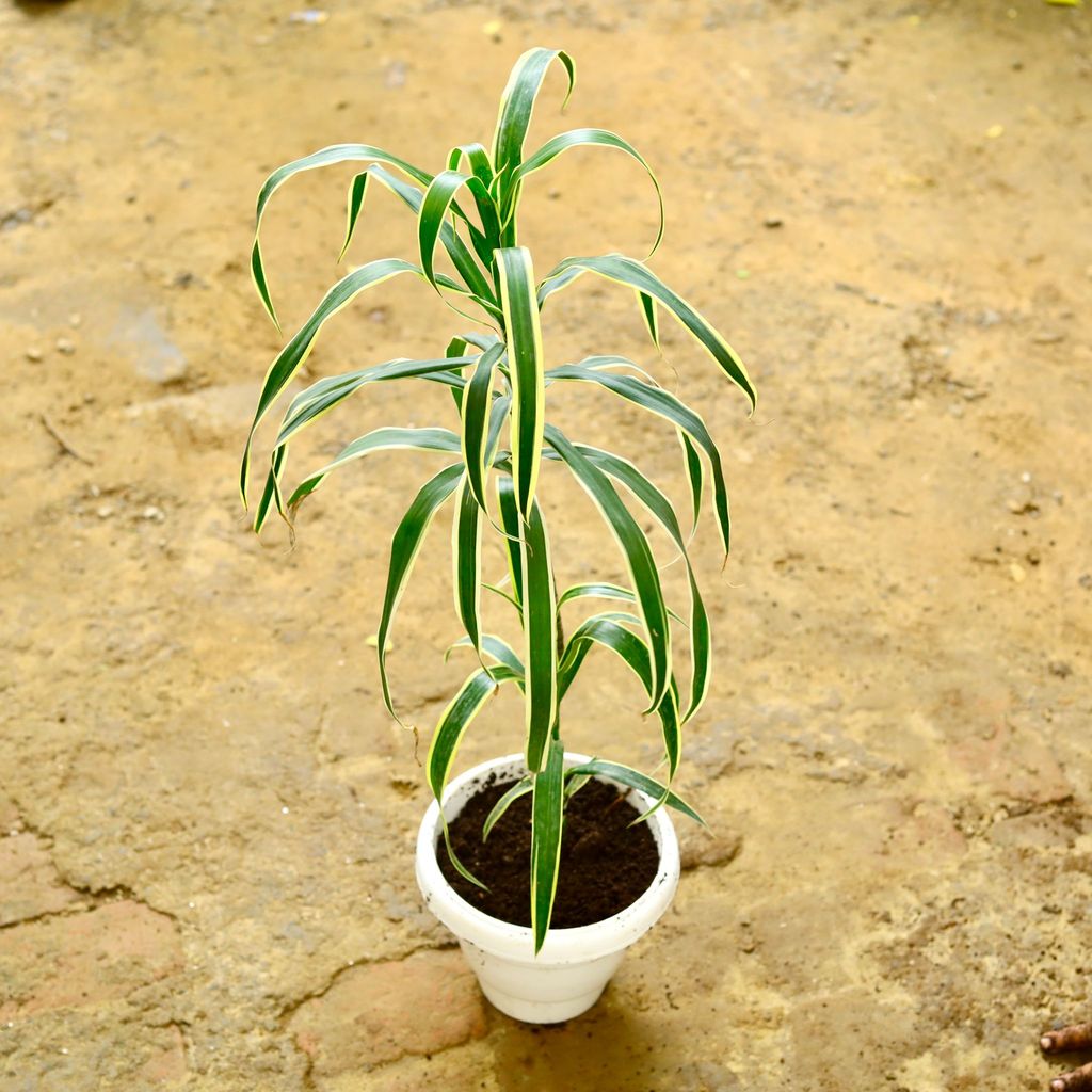 Dracaena Jamaica  in 8 Inch White Classy Plastic Pot