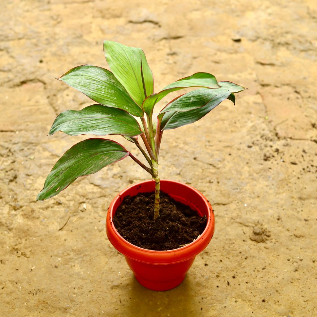 Dracaena Red Narrow Leaf in 8 Inch Terracotta Red Classy Plastic Pot