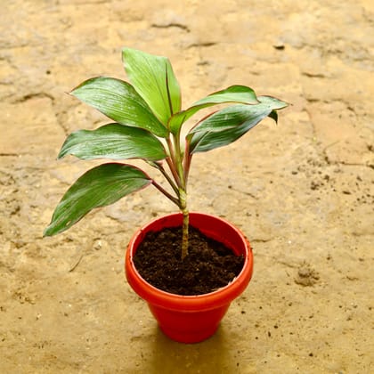 Buy Dracaena Red Narrow Leaf in 8 Inch Terracotta Red Classy Plastic Pot Online | Urvann.com