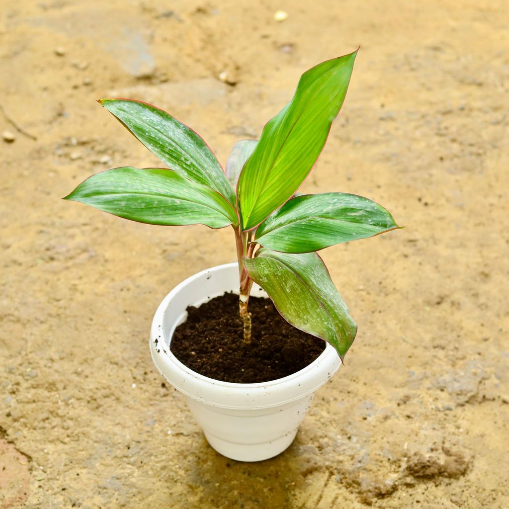 Dracaena Red Narrow Leaf in 8 Inch White Classy Plastic Pot