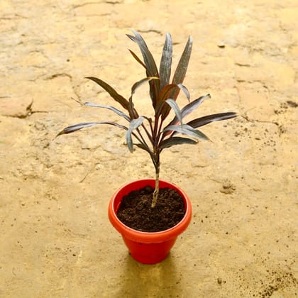 Buy Dracaena Rosea in 8 Inch Terracotta Red Classy Plastic Pot Online | Urvann.com