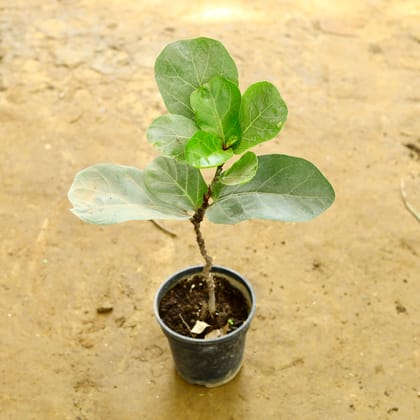 Buy Fiddle Leaf Fig / Ficus Lyrata  in 6 Inch Nursery Pot Online | Urvann.com