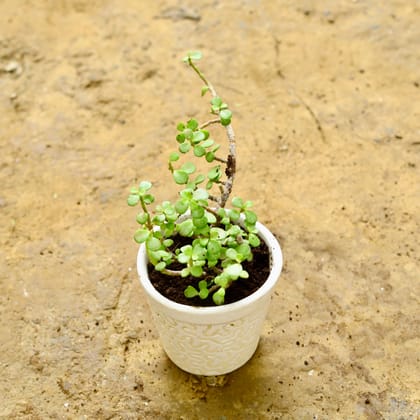 Buy Jade Plant in 4 Inch Classy White Designer Ceramic Pot Online | Urvann.com