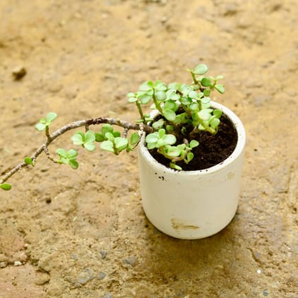 Buy Jade Plant in 4 Inch White Classy Cylindrical Ceramic Pot Online | Urvann.com