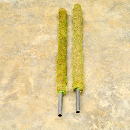 Buy Set of 2 - Moss Stick (~ 3 Ft) Online | Urvann.com