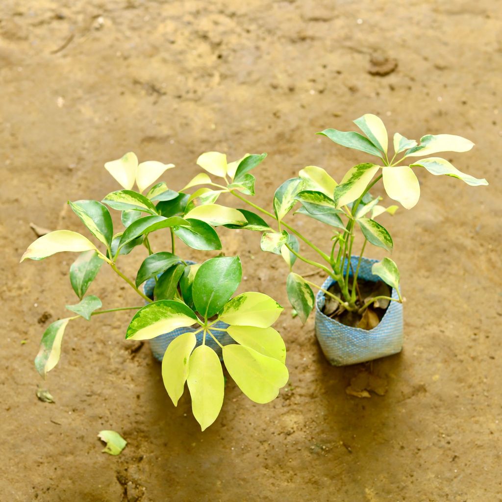 Set of 2 - Schefflera Variegated in 5 Inch Nursery Bag