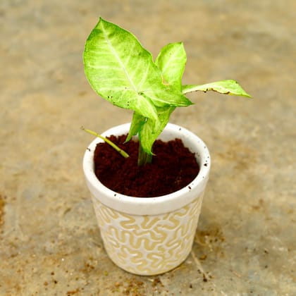 Buy Syngonium Green in 4 Inch Classy White Designer Ceramic Pot Online | Urvann.com