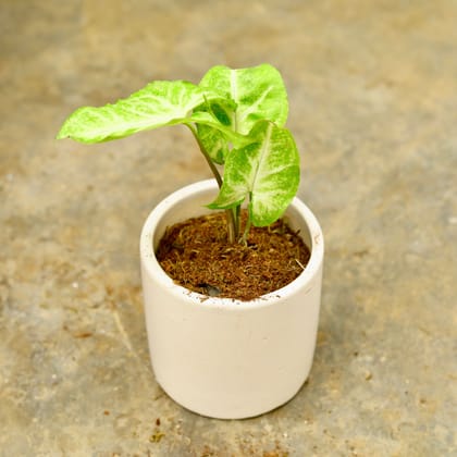 Buy Syngonium Green in 4 Inch White Classy Cylindrical Ceramic Pot Online | Urvann.com