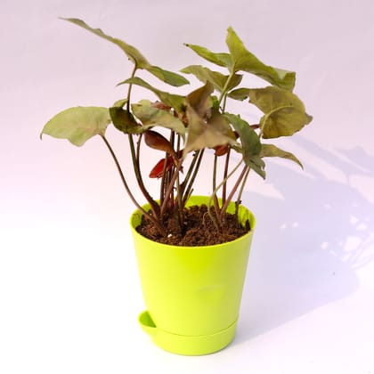 Buy Syngonium Brown in 4 Inch Green Florence Self Watering Pot Online | Urvann.com