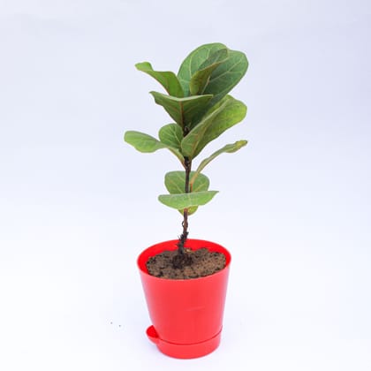 Buy Fiddle Leaf Fig / Ficus Lyrata in 4 Inch Red Florence Self Watering Pot Online | Urvann.com