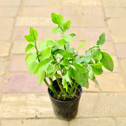 Buy Pedilianthus / Devil's Backbone in 6 Inch Nursery Pot Online | Urvann.com