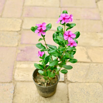 Buy Periwinkle / Vinca / Sadabahar (~ 1.5 Ft) in 6 Inch Nursery Pot Online | Urvann.com