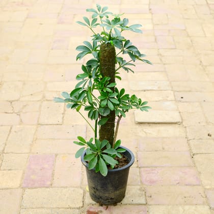 Buy Schefflera Green with (~ 3 Ft) Moss Stick in 8 Inch Nursery Pot Online | Urvann.com