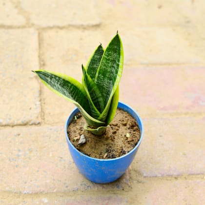 Buy Snake Plant in 4 Inch Blue Round Orchid Pot Online | Urvann.com