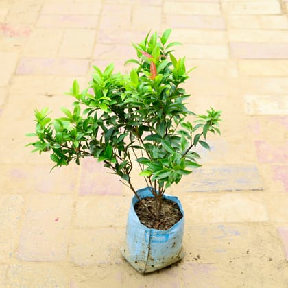Buy Syzygium / Christina Ficus (~ 2.5 Ft) in 7 Inch Nursery Bag Online | Urvann.com