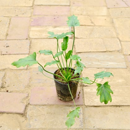 Buy Xanadu Green (~ 1 Ft) in 6 Inch Nursery Pot Online | Urvann.com
