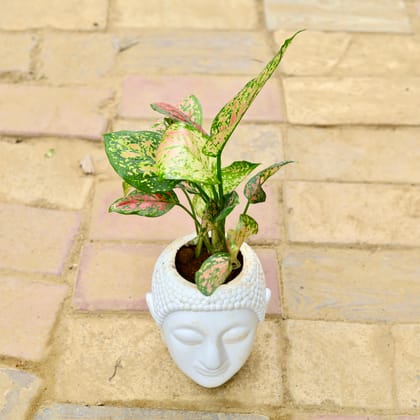 Buy Aglaonema Pink Dalmatian in 6 Inch Classy White Buddha Ceramic Pot Online | Urvann.com