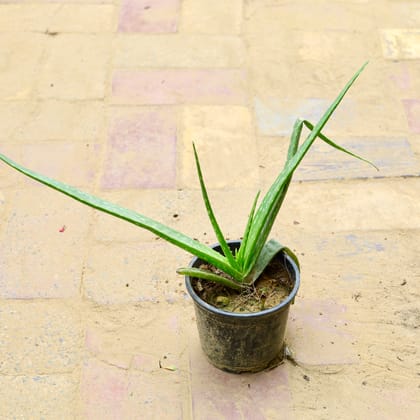 Buy Aloe vera in 6 Inch Nursery Pot Online | Urvann.com