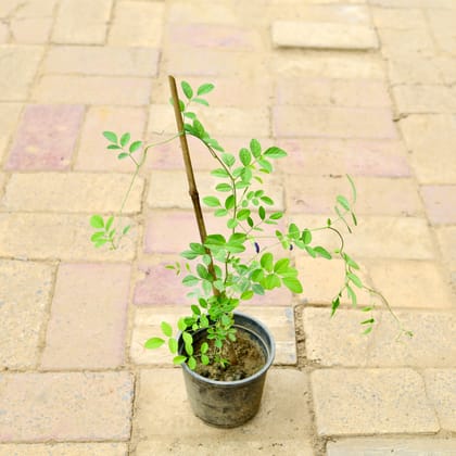 Buy Aparajita (any colour) (~ 2 Ft) in 6 Inch Nursery Pot Online | Urvann.com