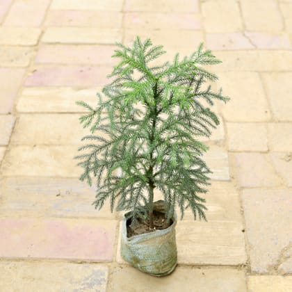 Buy Araucaria / Christmas Tree (~ 1.5 Ft) in 6 Inch Nursery Bag Online | Urvann.com