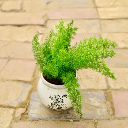 Buy Asparagus Mary in 6 Inch White Handi Designer Ceramic Pot Online | Urvann.com