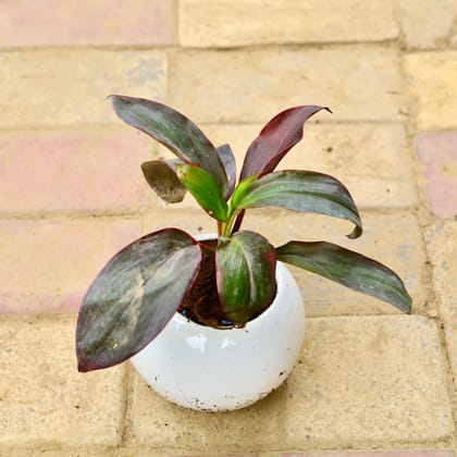 Buy Dracaena Red in 6 Inch White Classy Bowl Ceramic Pot Online | Urvann.com