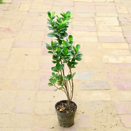Buy Ficus Long Island (~ 2.5 Ft) in 6 Inch Nursery Pot Online | Urvann.com